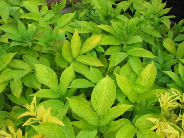 Plantenfiche-Sambucus-nigra-Aurea-Geelbladige-vlier-