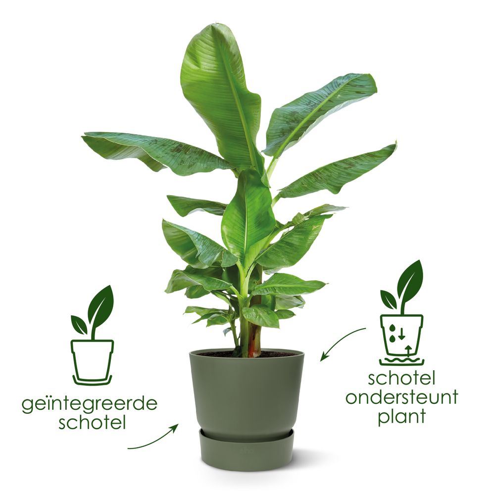 pot-Greenville-rond-30cm-blad-groen