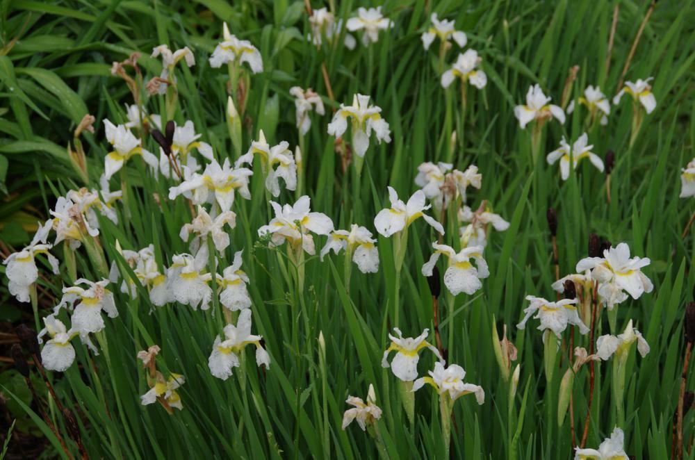 Plantenfiche-Iris-sibirica-Snow-Queen-