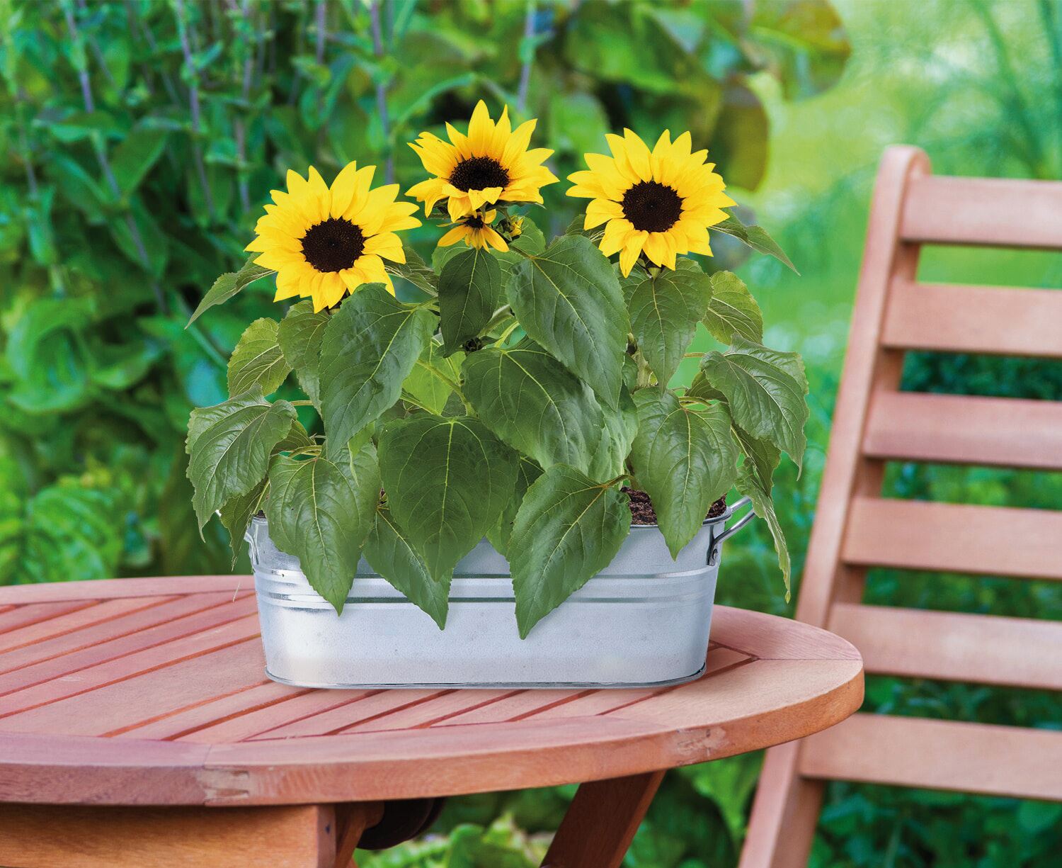 Buzzy-Small-Garden-Happy-Sunflower-6-