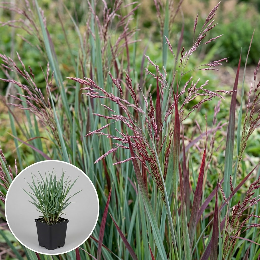 Panicum virgatum 'Sangria' - pot 9x9 cm