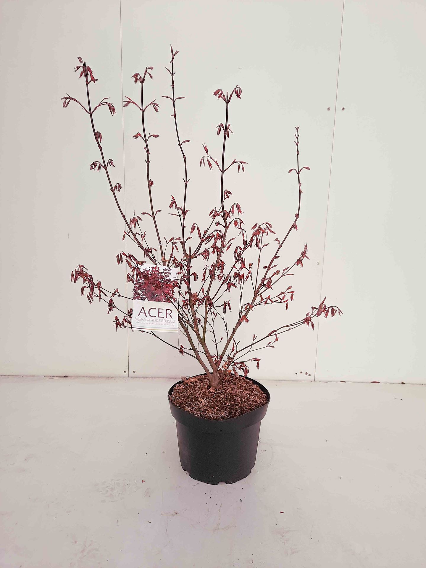 Acer palmatum 'Atropurpureum' - pot 10L - 70-80 cm