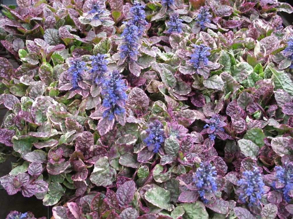 Plantenfiche-Ajuga-reptans-Burgundy-Glow-