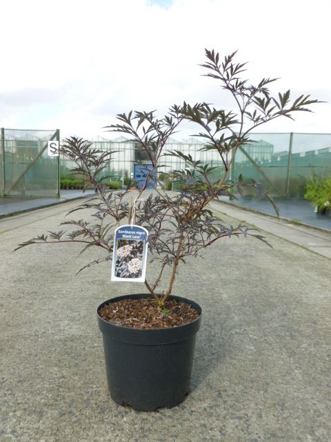 Sambucus nigra 'Eva' (Black Lace) - pot 12L - 80-100 cm