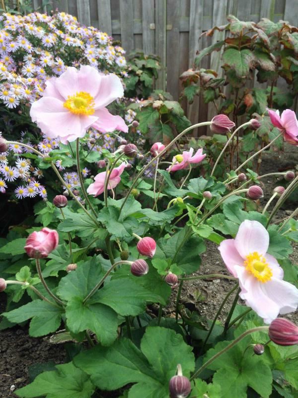 Plantenfiche-Anemone-hupehensis-September-Charm-