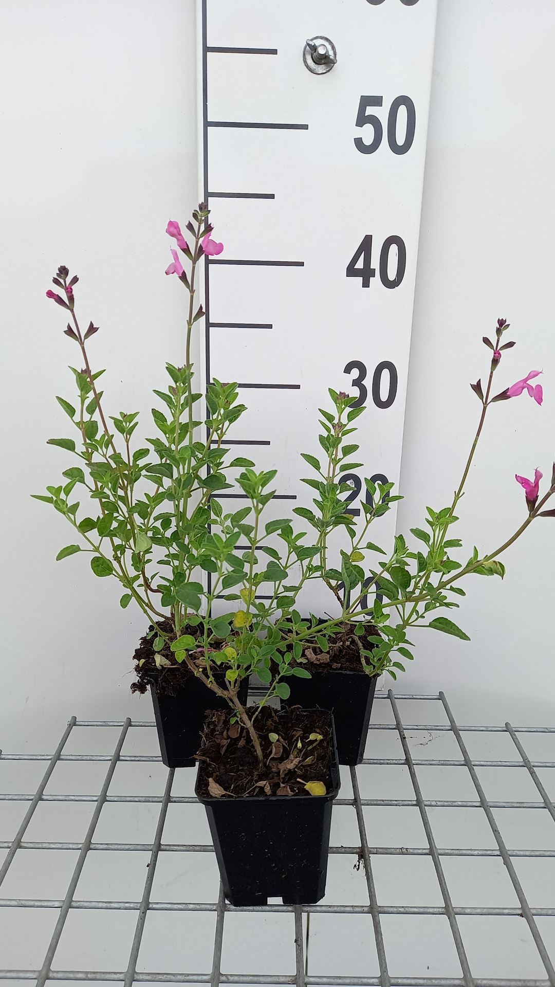 Salvia microphylla 'Pink Beauty' - pot 9x9 cm