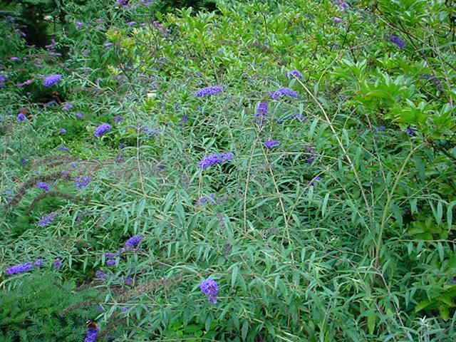 Plantenfiche-Buddleja-davidii-Empire-Blue-