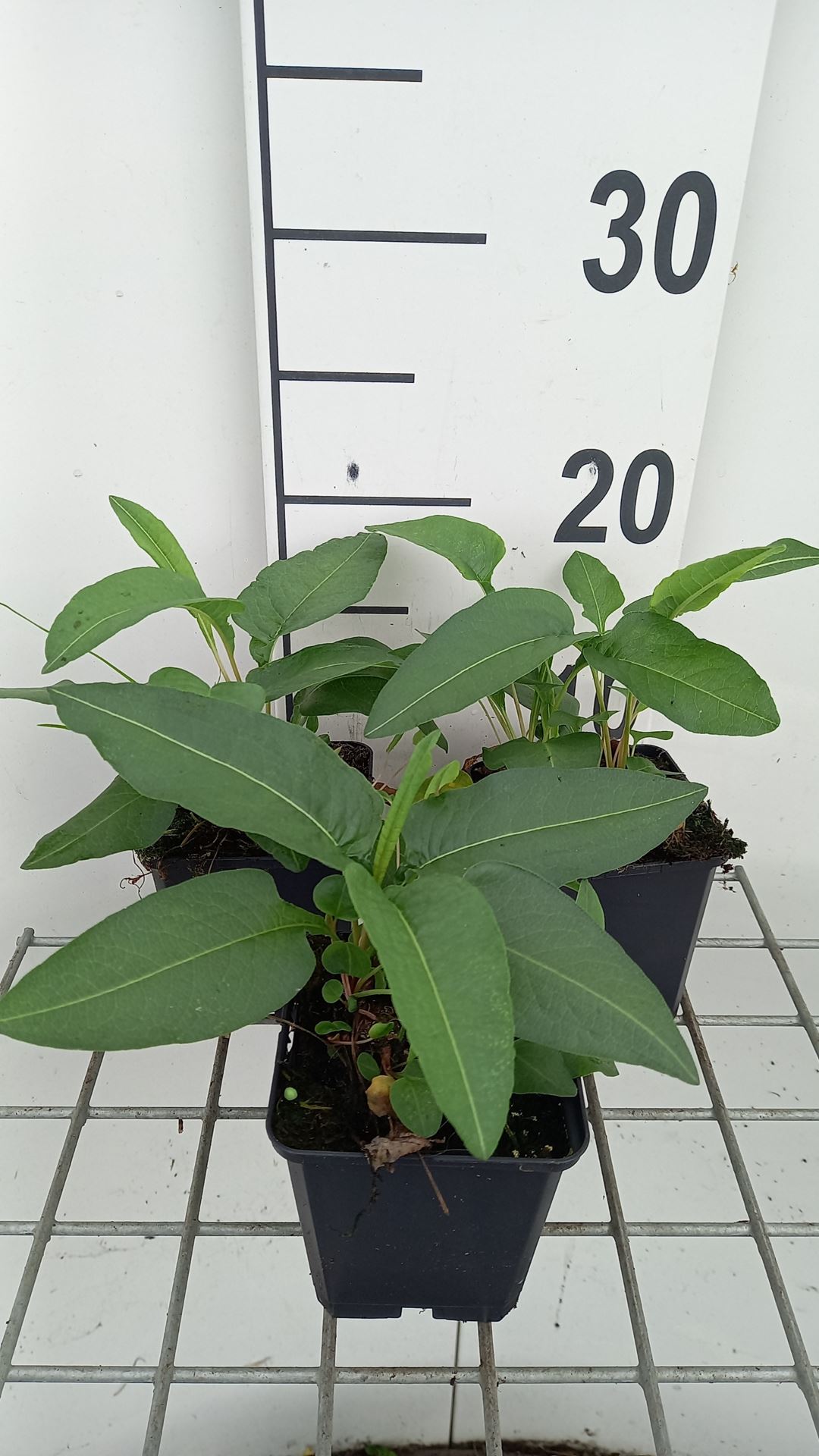Persicaria bistorta - pot 9x9 cm