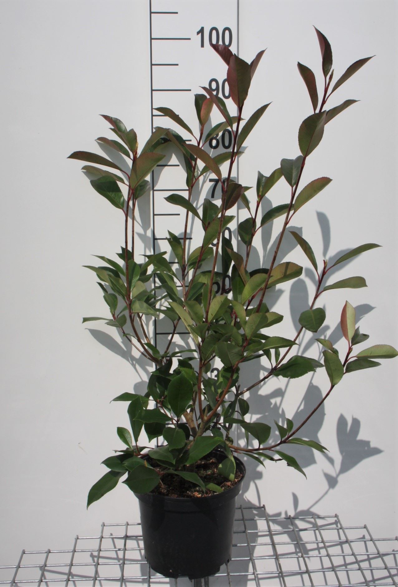 Photinia x fraseri 'Red Robin' - pot 5L - 60-80 cm