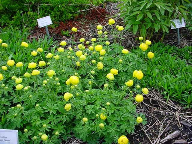 Plantenfiche-Trollius-Lemon-Queen-
