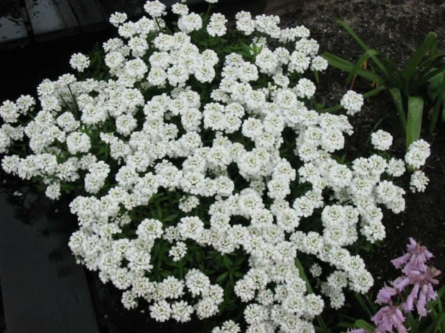 Plantenfiche-Iberis-sempervirens