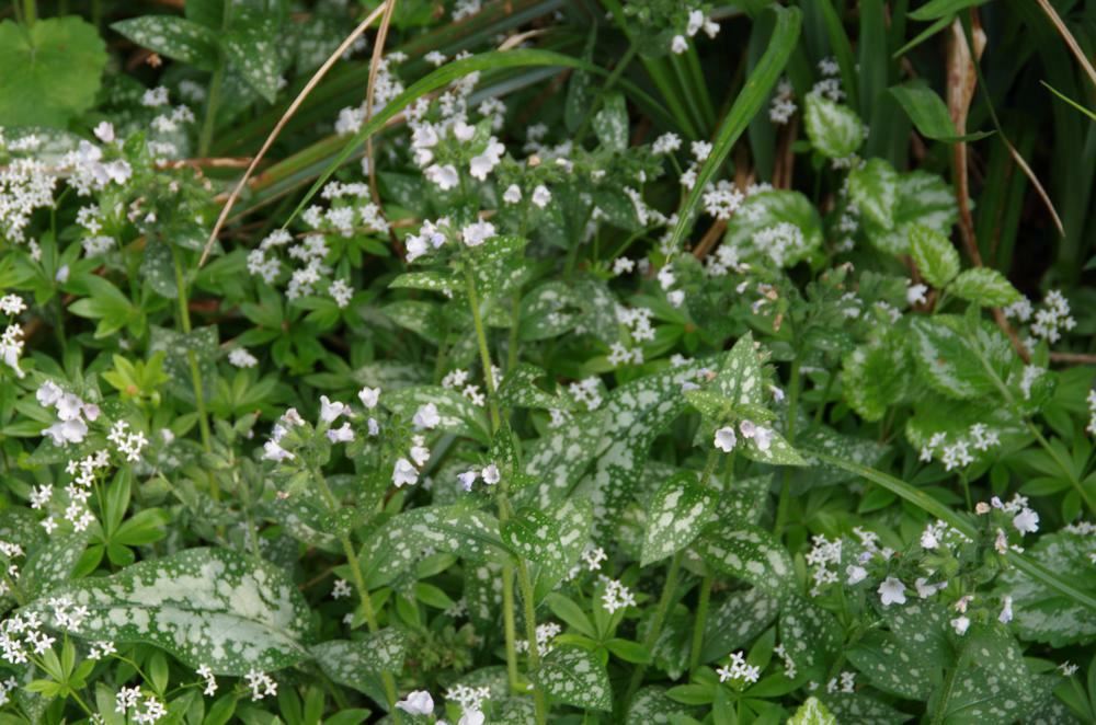 Plantenfiche-Pulmonaria-officinalis-Sissinghurst-White-