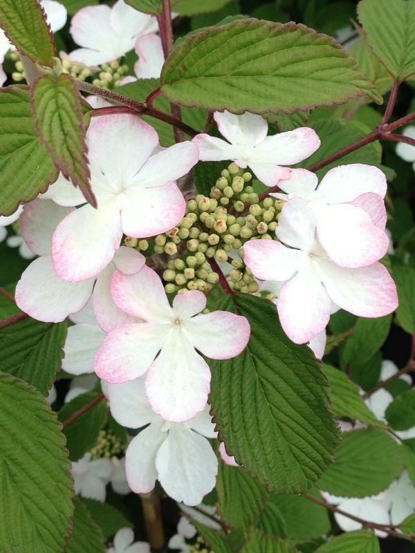 Plantenfiche-Viburnum-plicatum-JWW5-Kilimandjaro-Sunrise-