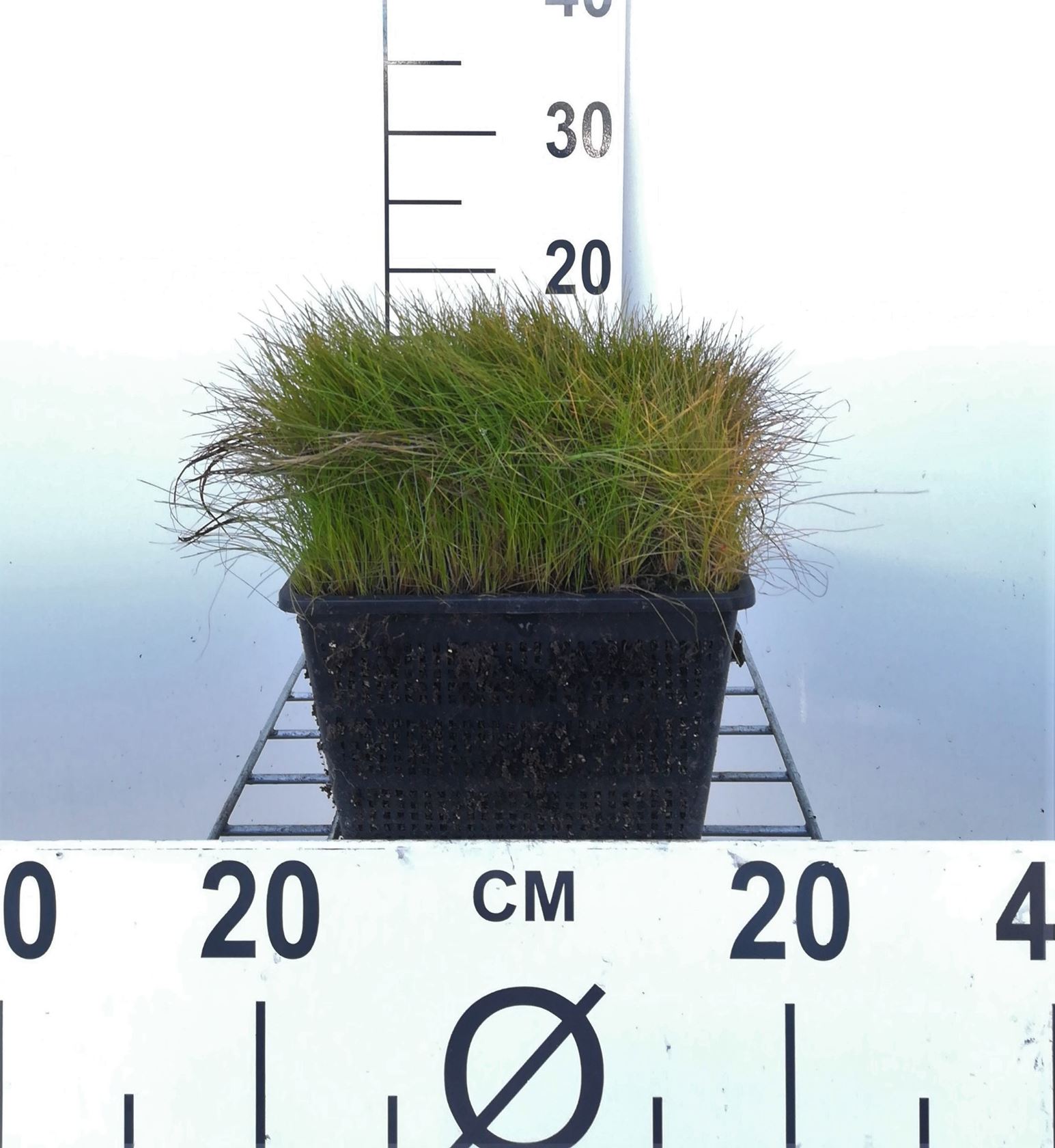 Eleocharis acicularis - watermand ø18 cm