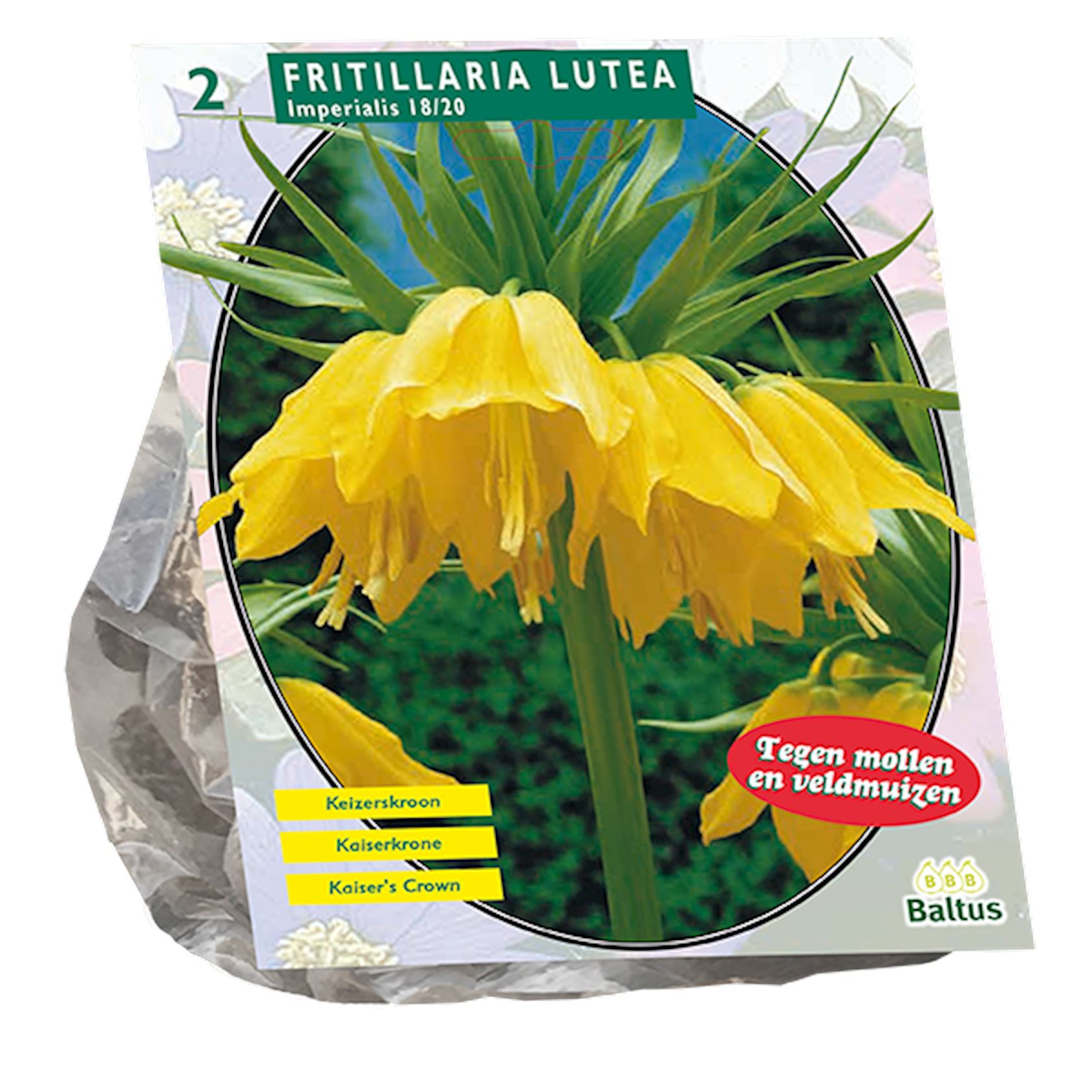 fritillaria-imperialis-lutea-per-2