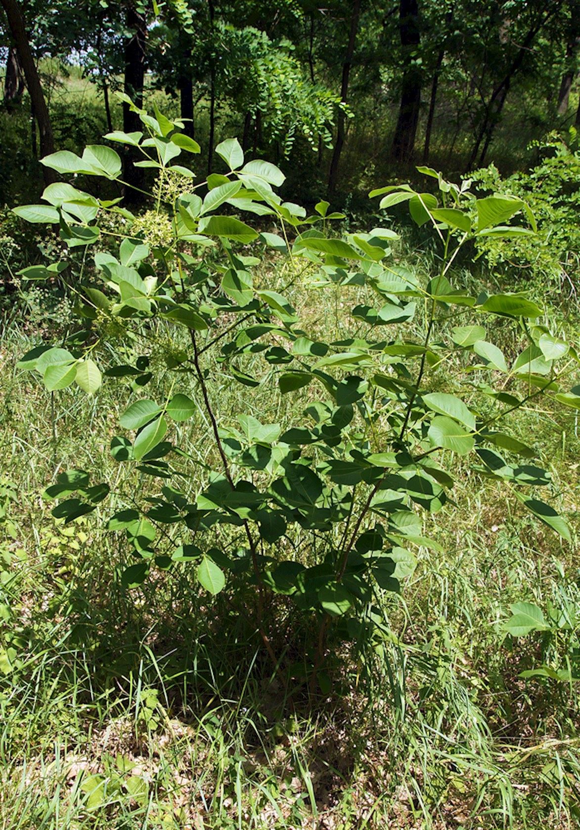 Plantenfiche-Ptelea-trifoliata