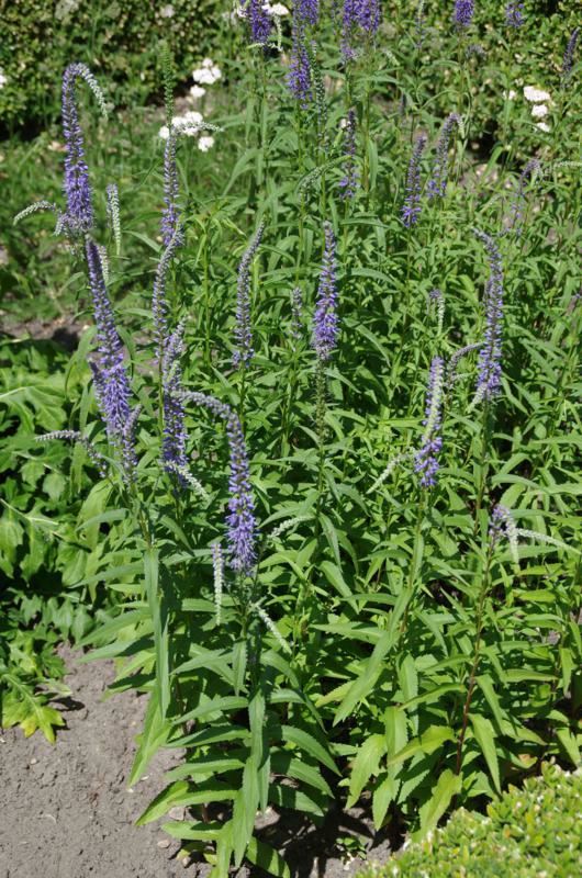 Plantenfiche-Veronica-longifolia-Blauriesin-