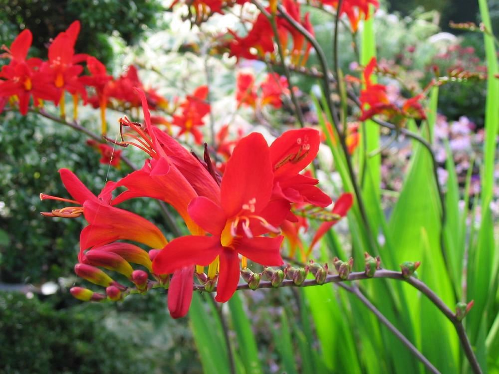 Plantenfiche-Crocosmia-Lucifer-
