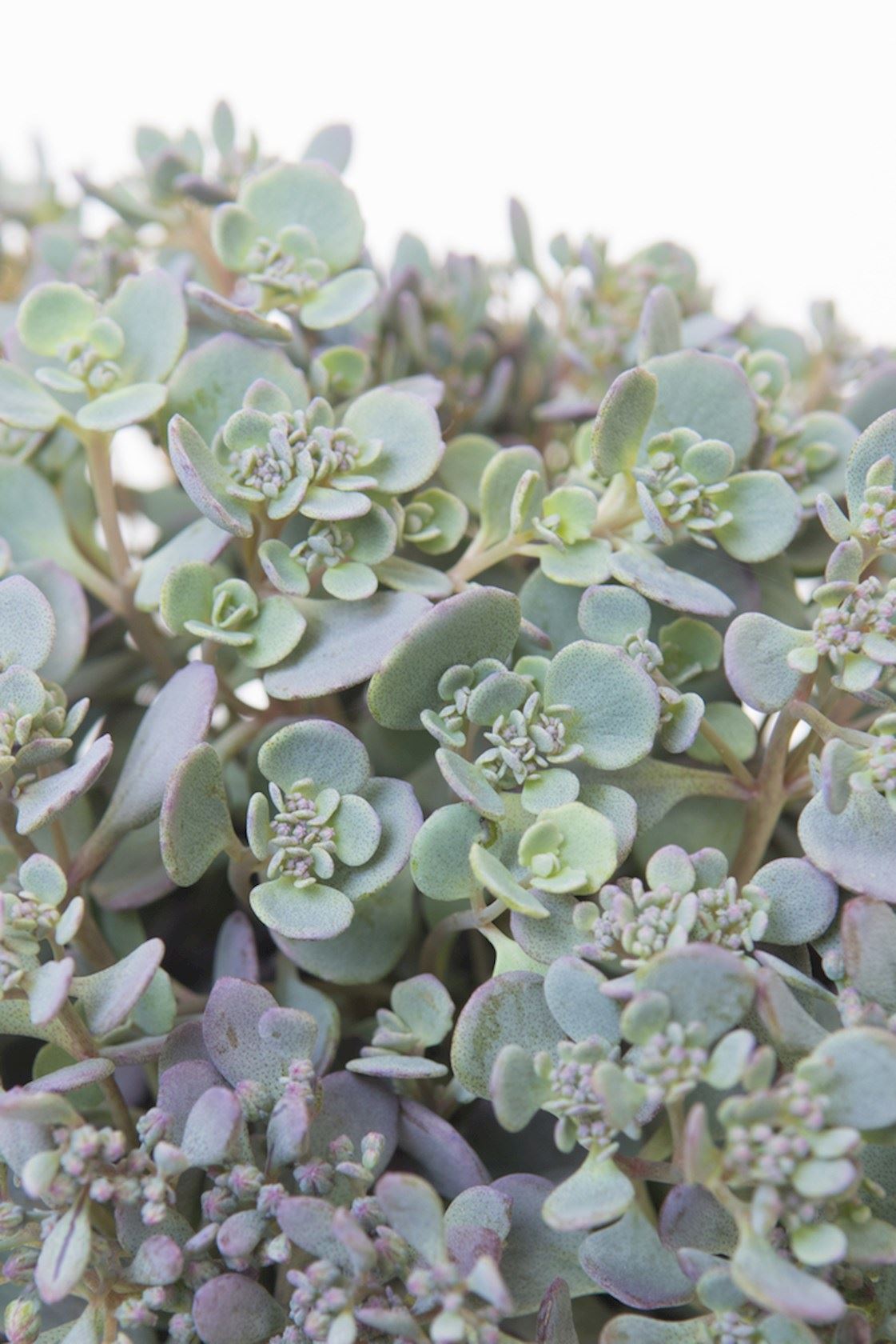 Plantenfiche-Sedum-cauticola-Lidakense-