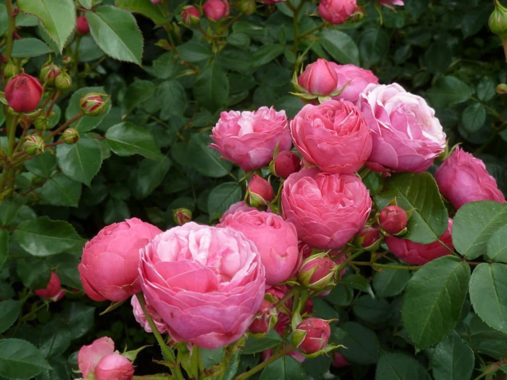Plantenfiche-Rosa-Korpompan-Pomponella-
