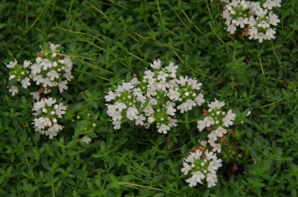 Plantenfiche-Thymus-praecox-Albiflorus-