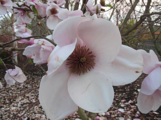 Plantenfiche-Magnolia-x-soulangeana