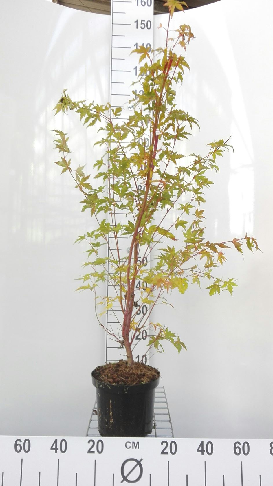 Acer palmatum 'Sangokaku' - pot - 50-60 cm