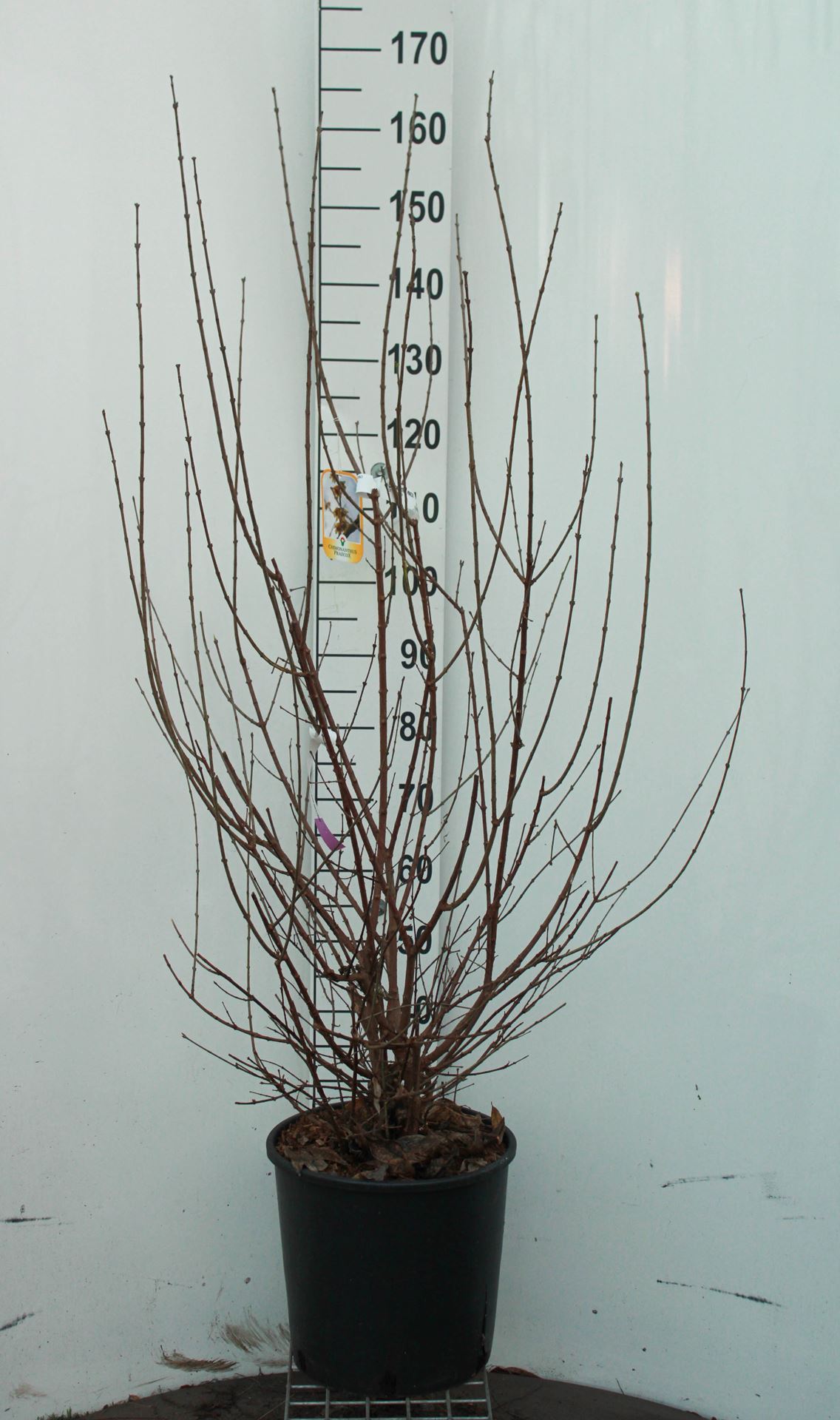 Chimonanthus praecox - pot 18L - 125-150 cm