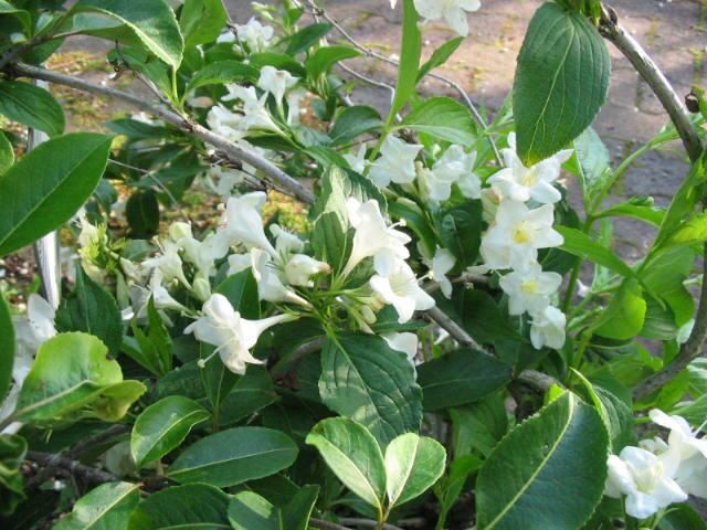 Plantenfiche-Weigela-Candida-