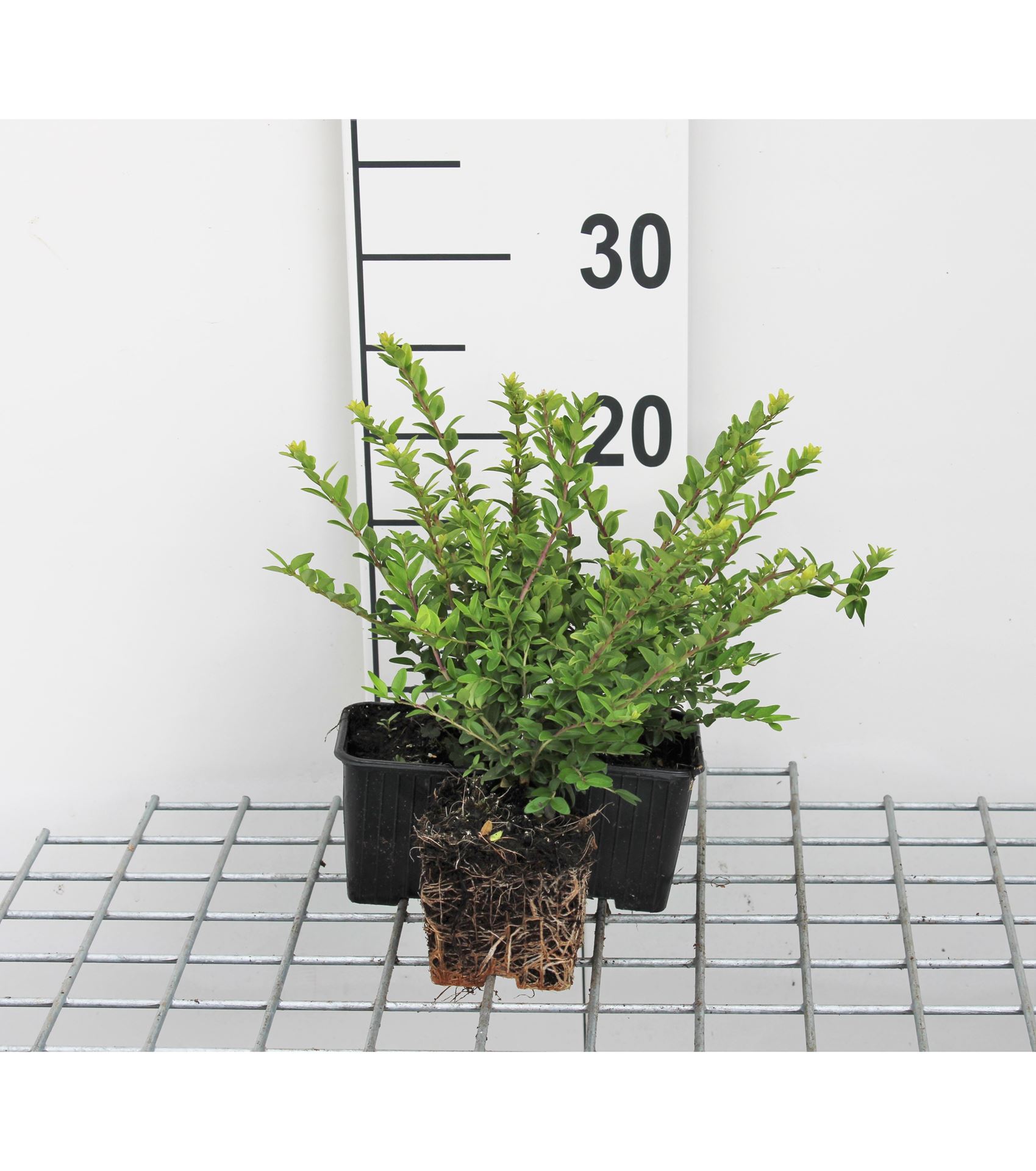 Lonicera nitida 'Maigrün' - pot 9x9 cm - 15-20 cm