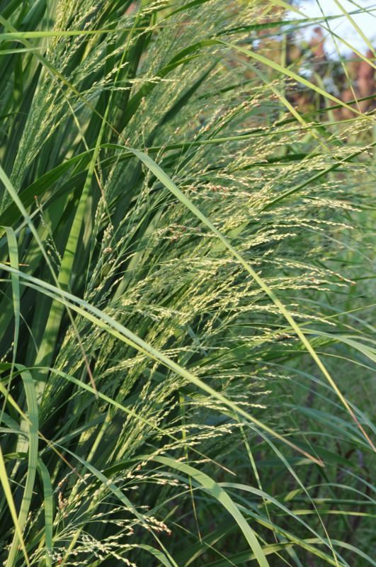 Plantenfiche-Panicum-virgatum-Thundercloud-