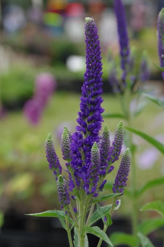 Plantenfiche-Veronica-longifolia-Marietta-