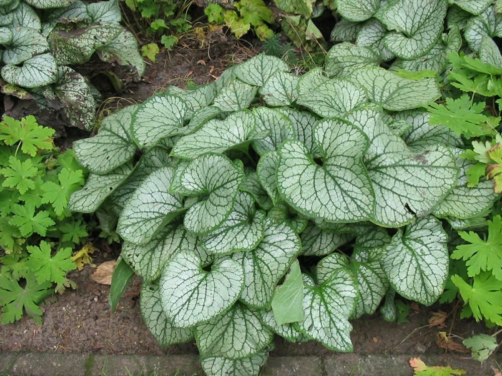 Plantenfiche-Brunnera-macrophylla-Jack-Frost-