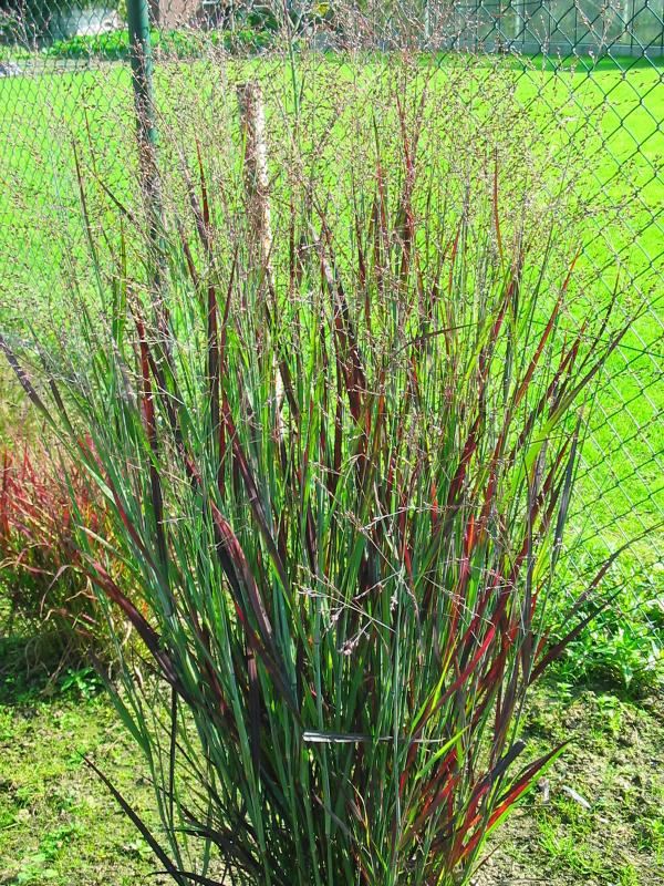Plantenfiche-Panicum-virgatum-Heiliger-Hain-