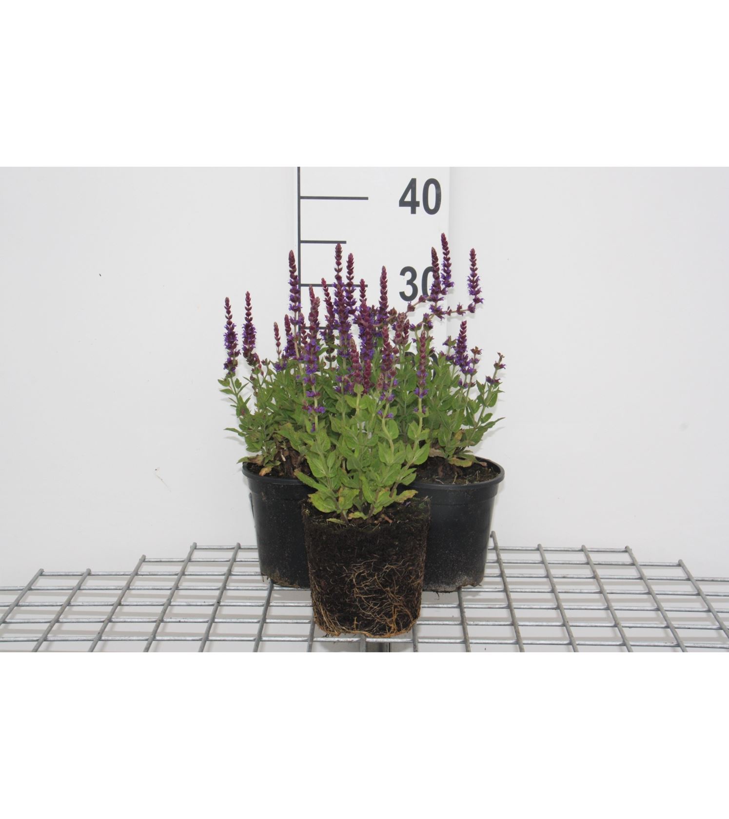 Salvia nemorosa 'Ostfriesland' - pot 2L