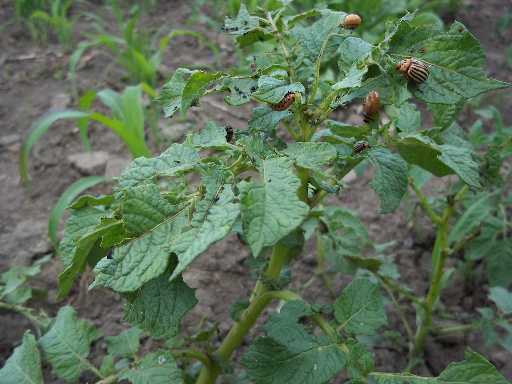 Nematodes against Colorado potato beetle larvae 20m²