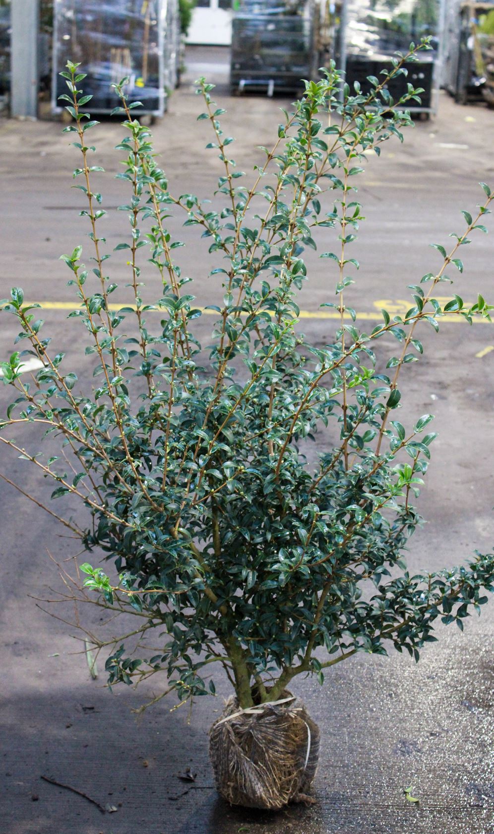 Osmanthus x burkwoodii - aardekluit - 80-100 cm - struik