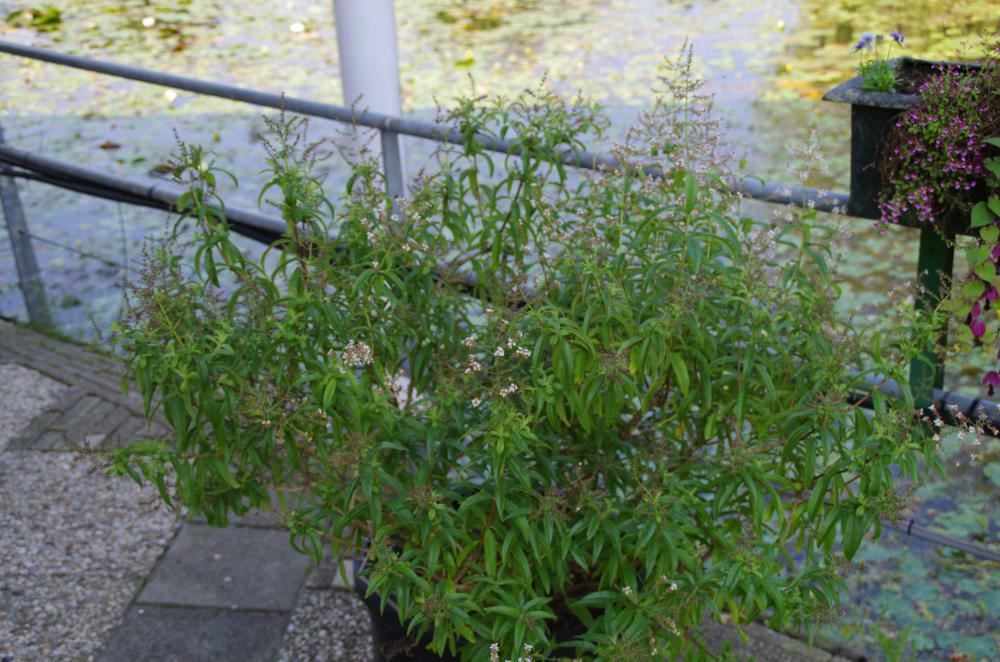 Plantenfiche-Aloysia-triphylla-Citroenverbena-