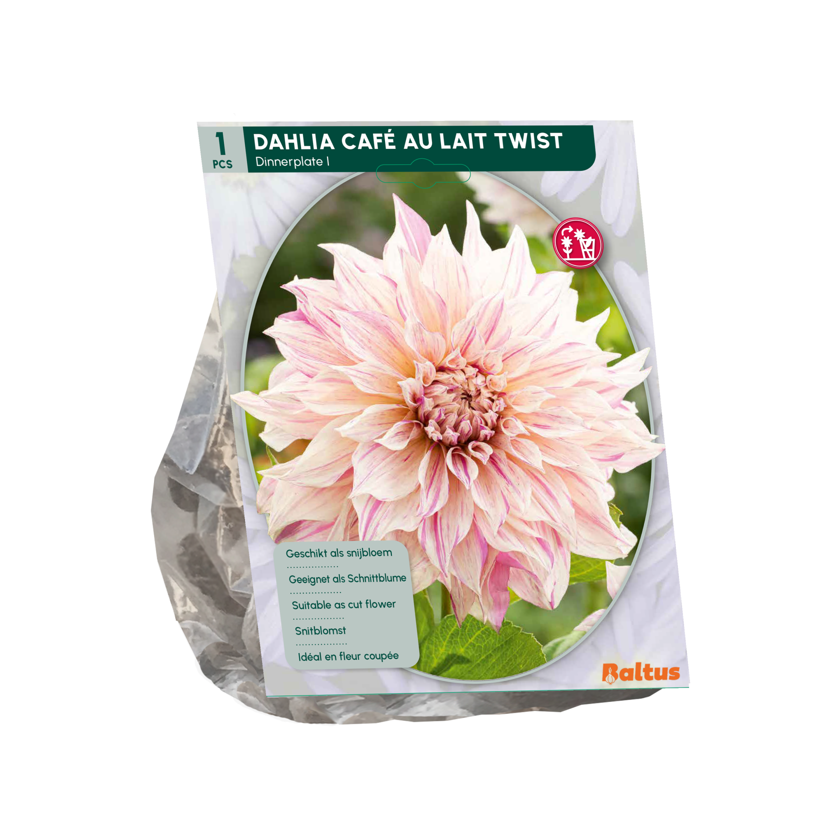 Baltus dahlia 'Dinnerplate Café au Lait Twist' - Najaarsbloeiers - 1 bol (roze)