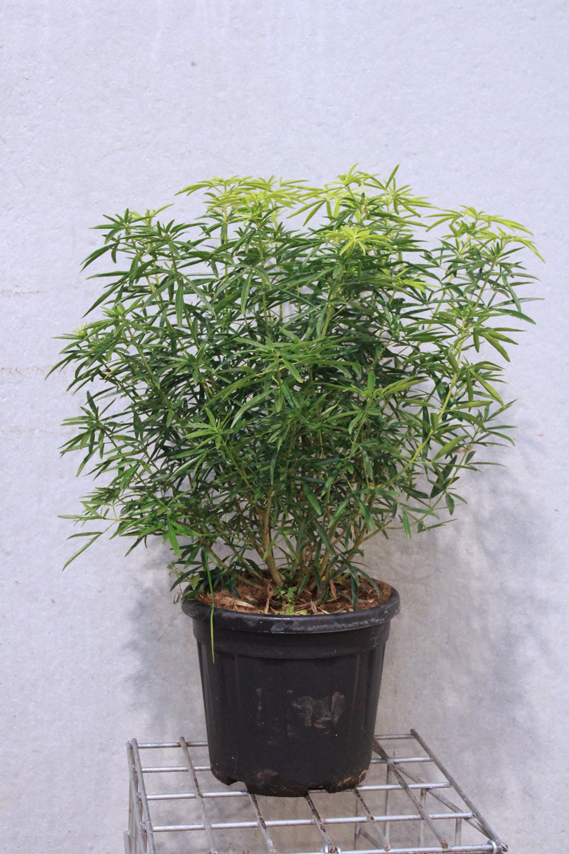 Choisya 'Aztec Pearl' - pot 15L - 60-80 cm