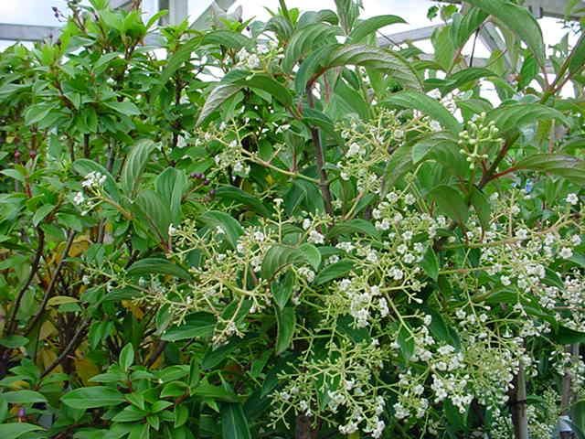Plantenfiche-Viburnum-x-hillieri-Winton-