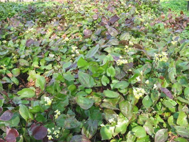 Plantenfiche-Epimedium-x-versicolor-Sulphureum-