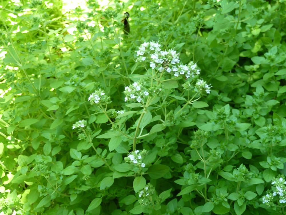 Plantenfiche-Origanum-vulgare-Aureum-