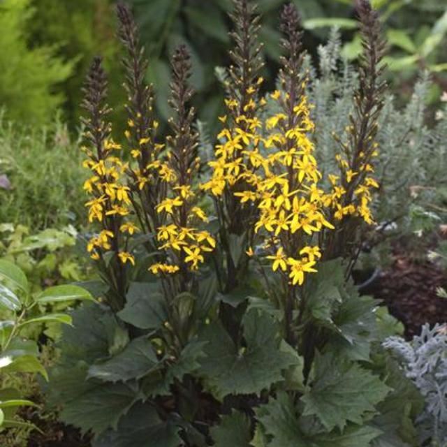 Plantenfiche-Ligularia-Bottle-Rocket-