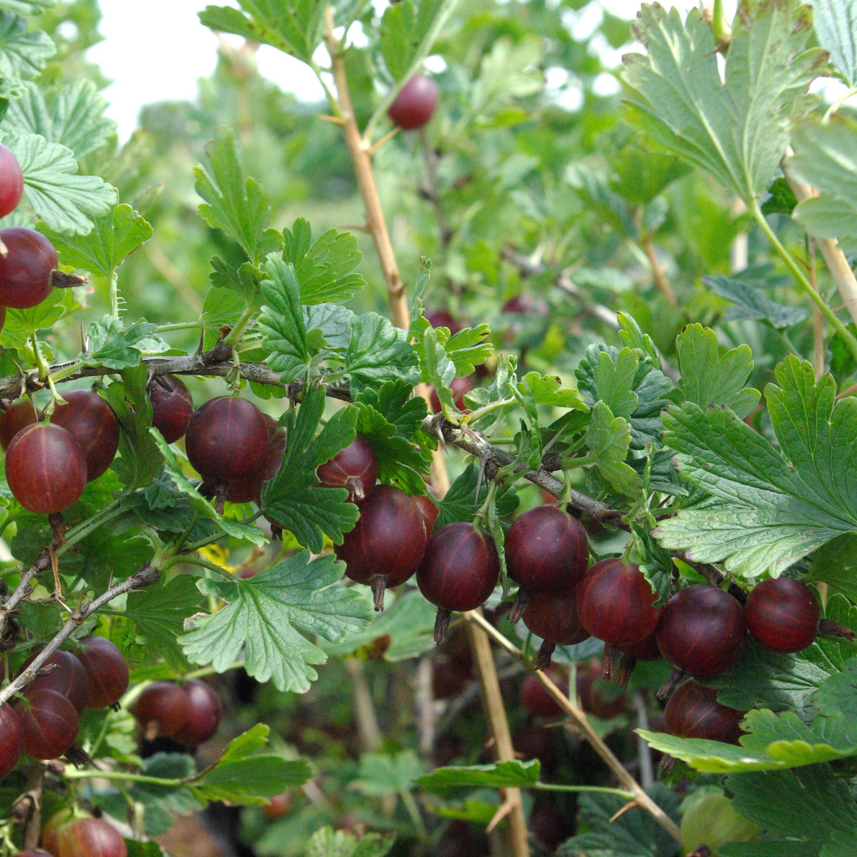 Ribes uva-crispa 'Hinnonmäen Punainen' (Hinnonmäki Röd) - racines nues - Touffu