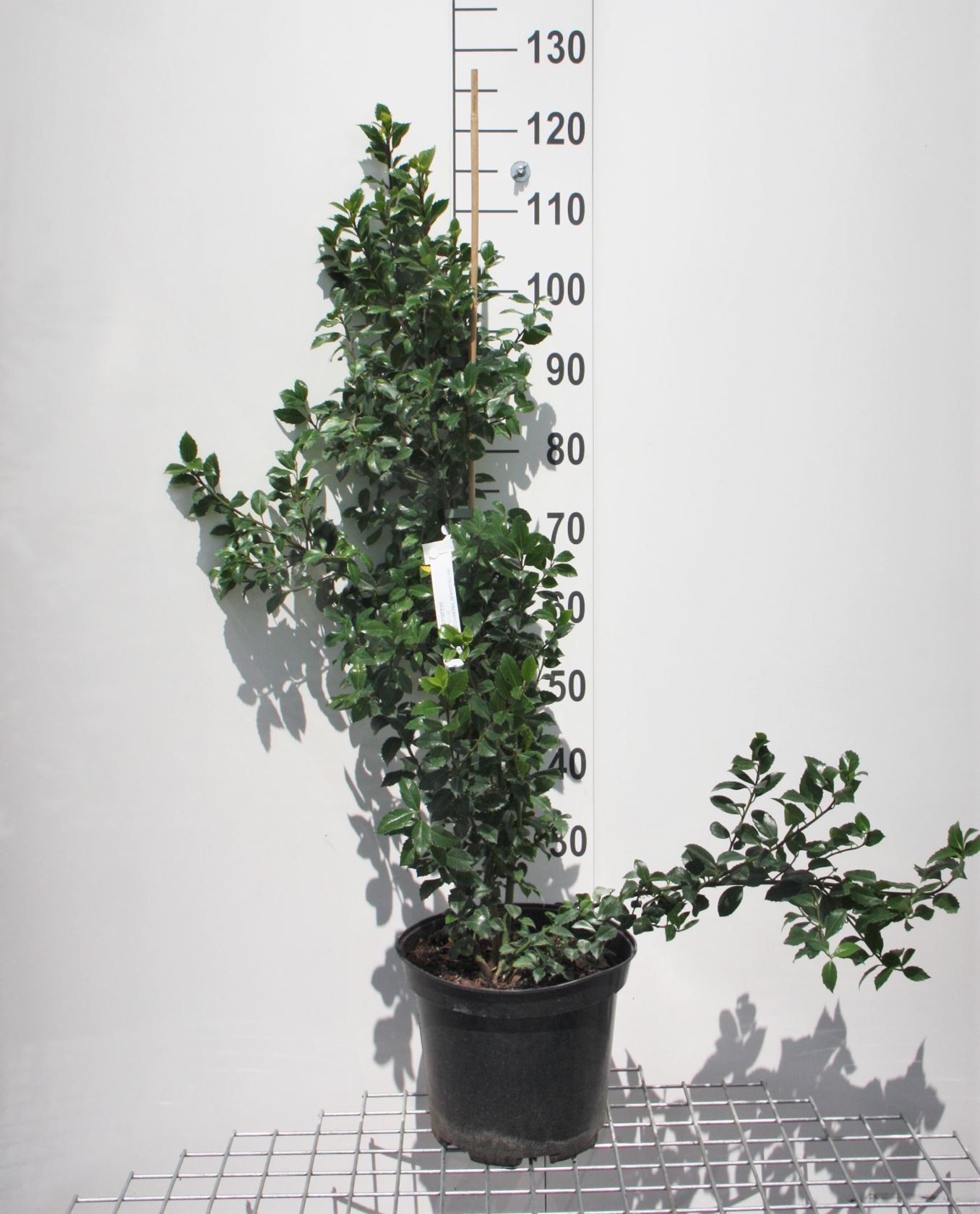 Ilex x meserveae 'Heckenstar' - pot 10L - 80-100 cm