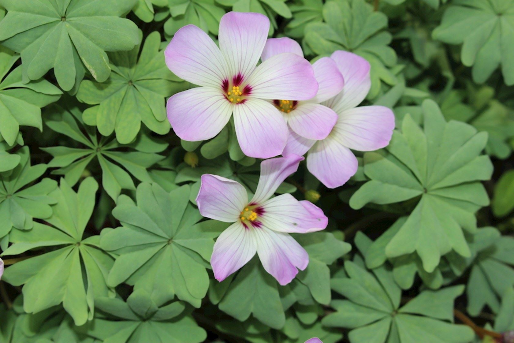 Plantenfiche-Oxalis-adenophylla