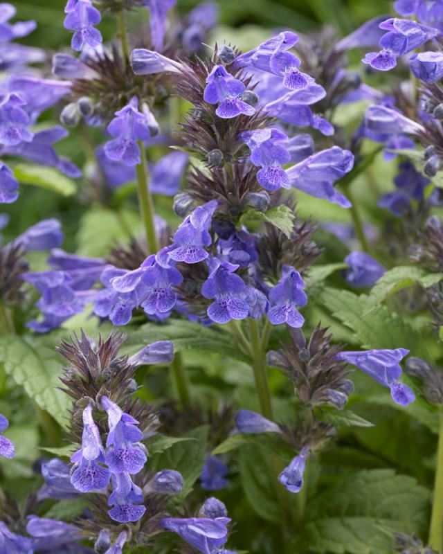 Plantenfiche-Nepeta-Bokratune-