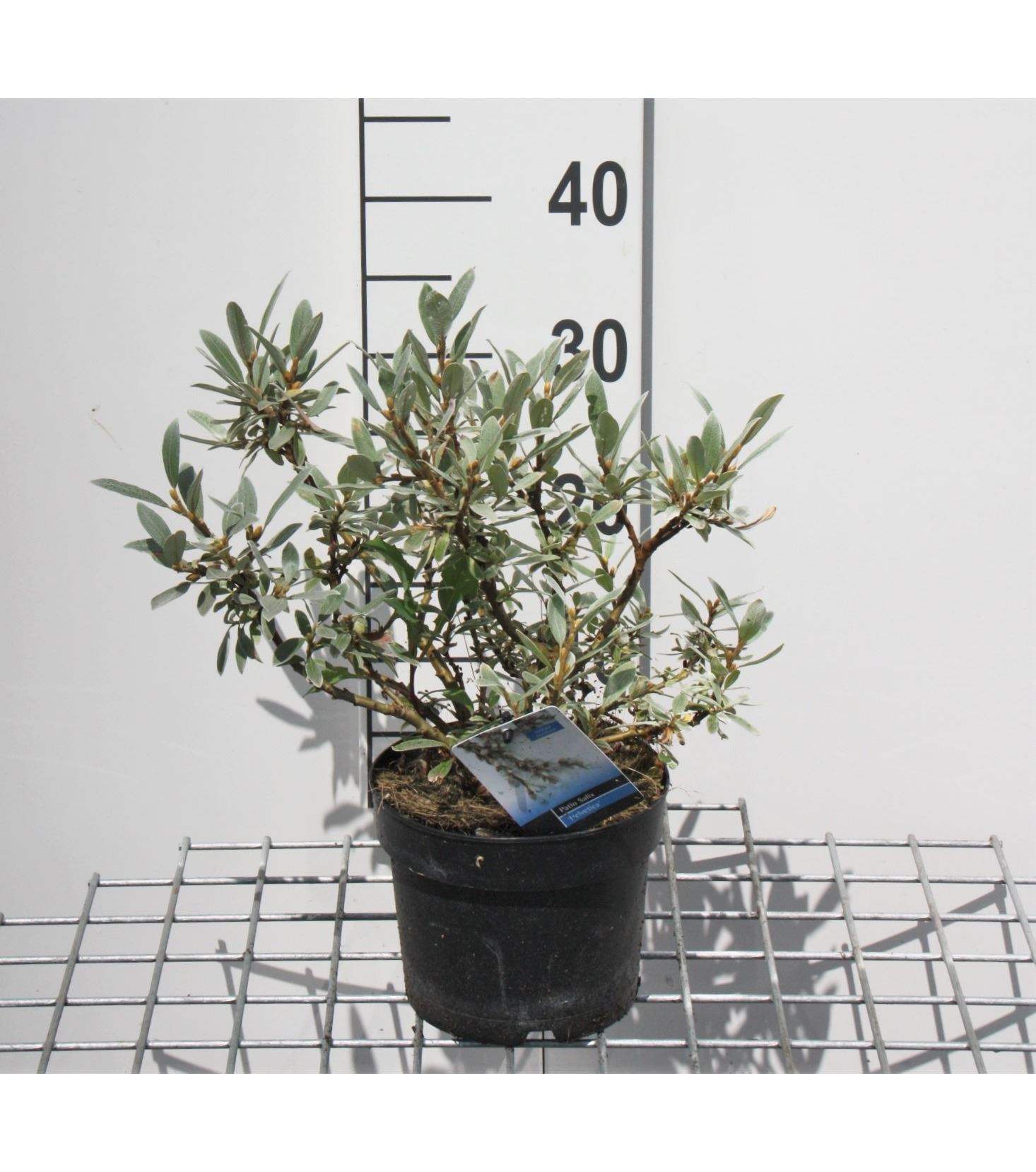 Salix helvetica - pot - 25-30 cm