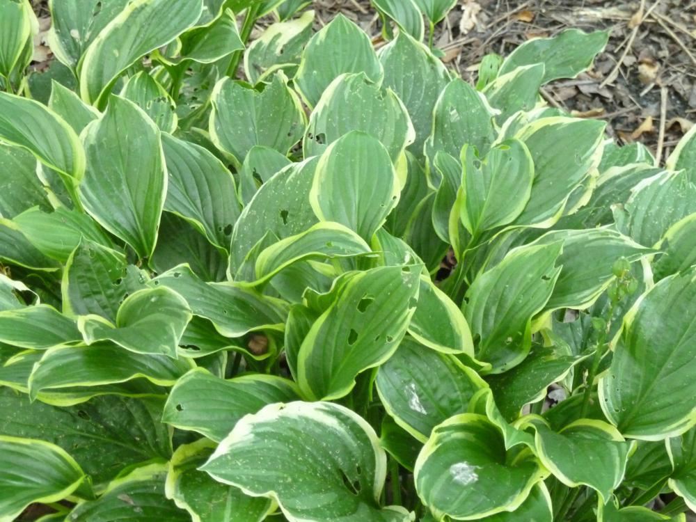 Plantenfiche-Hosta-So-Sweet-